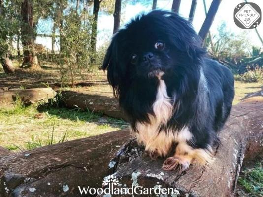 Woodland Gardens - 284953