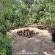 Woodland Gardens - 284990