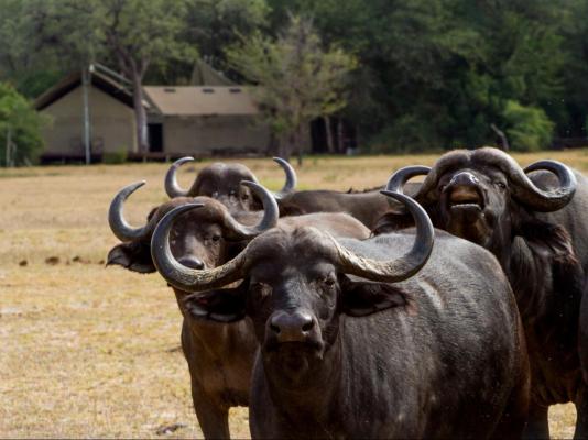Rhino Post Safari Lodge - 285156