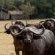 Rhino Post Safari Lodge - 285156
