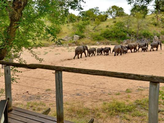 Rhino Post Safari Lodge - 285177