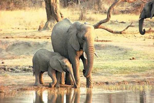 Hwange Safari Lodge