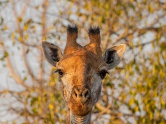 Panzi Lodge - Natural landscape