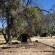 Mopani Elephant Camp - Property / Building