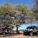 Mopani Elephant Camp - Garden