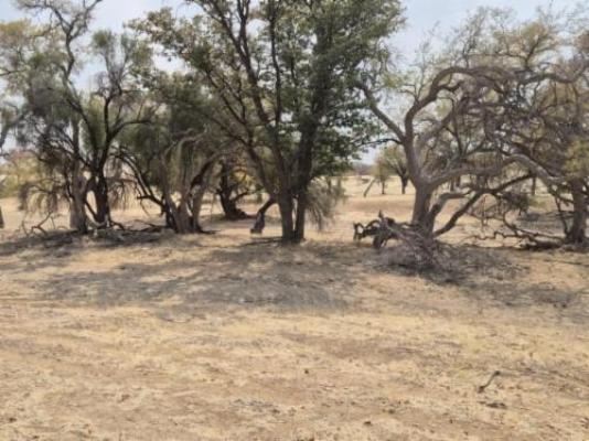 Mopani Elephant Camp - Garden