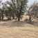 Mopani Elephant Camp - Garden