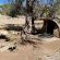 Mopani Elephant Camp - 286342