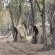 Mopani Elephant Camp - 286346