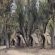 Mopani Elephant Camp - 286347