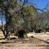Mopani Elephant Camp - 286349