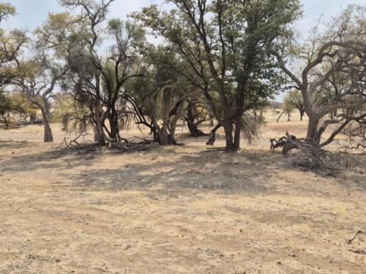 Mopani Elephant Camp - 286355