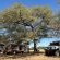 Mopani Elephant Camp - 286357