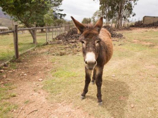 Bonfrutti Guest Farm - Natural landscape