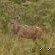 Fevertree Lodge - Natural landscape