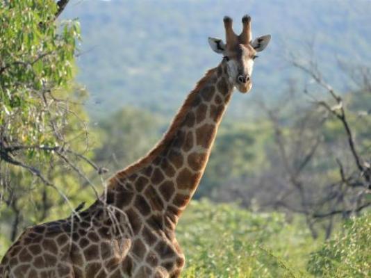 Fevertree Lodge - Natural landscape