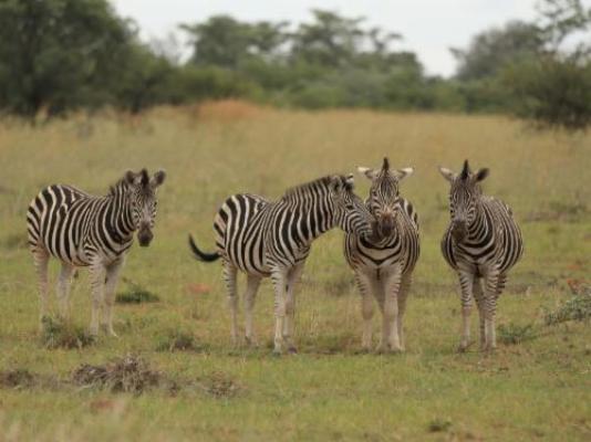 Fevertree Lodge - Natural landscape