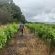 Merwenstein Guest Farm - Natural landscape