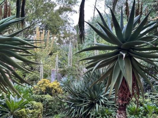 Mo & Rose Nature Retreat - Garden