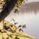 Riverside Self Catering Cabin - River view