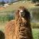 Alluvia Boutique Winery - 288764