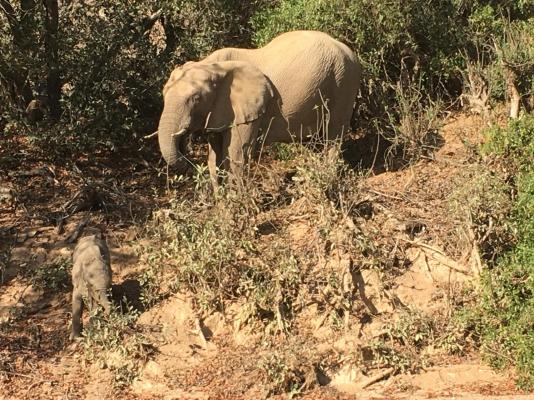 Twyfelfontein Mopane Camp - 289025