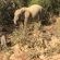 Twyfelfontein Mopane Camp - 289025