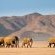 Twyfelfontein Mopane Camp - 289032