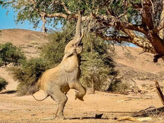 Twyfelfontein Mopane Camp - 289033