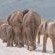 Mushara Bush Camp - 289645