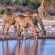 Mushara Bush Camp - 289651