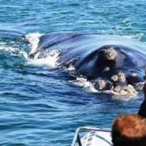 Milkwood Lodge - 289656