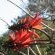 Coral Tree Colony 