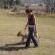 walking with lion