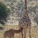 Kgalagadi Transfrontier Park