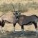 Kgalagadi Transfrontier Park
