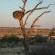 Kgalagadi Transfrontier Park