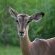 Impala at Kruger Park Lodge