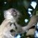 Vervet monkey