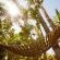 Hammock in the garden 