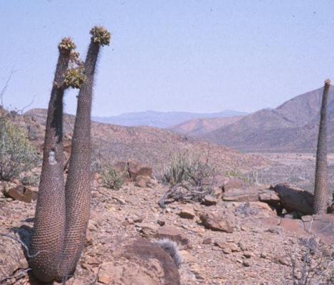 Halfmens in Richtersveld