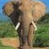 Addo Elephant Park