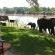 Croc Valley Camp