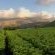 vineyards