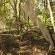 Indigenous Forest