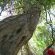 Indigenous Forest