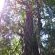 Indigenous Forest