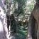 Indigenous Forest