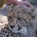 Tenikwa Wild cat sanctuary