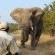 Elephant & Gideon